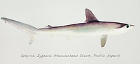 Antique drawing watercolor fish Hammerhead Shark marine life