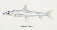 Antique drawing watercolor fish Argentina Elongata marine life. Original from Museum of New Zealand. Digitally enhanced by rawpixel.