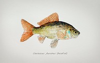 Antique drawing watercolor common Goldfish marine life