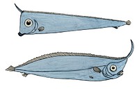 Antique drawing watercolor fish Crested Bandfish marine life