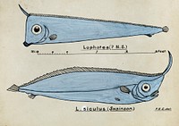 Antique fish Crested Bandfish drawn by Fe. Clarke (1849-1899). Original from Museum of New Zealand. Digitally enhanced by rawpixel.