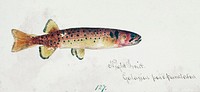 Antique fish Galaxias Maculatus drawn by Fe. Clarke (1849-1899). Original from Museum of New Zealand. Digitally enhanced by rawpixel.