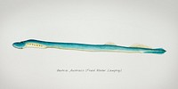 Antique fish geotria australis fresh water lamprey illustration drawing