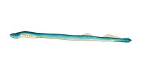 Antique fish geotria australis fresh water lamprey illustration drawing