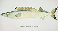 Antique drawing watercolor common Rexea furcifera Waite fish marine life