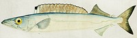 Antique fish Rexea furcifera Waite drawn by Fe. Clarke (1849-1899). Original from Museum of New Zealand. Digitally enhanced by rawpixel.