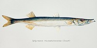 Antique drawing watercolor common Sphyraena novaehollandiae fish marine life