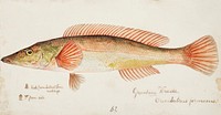 Antique fish drawn by Fe. Clarke (1849-1899). Original from Museum of New Zealand. Digitally enhanced by rawpixel.