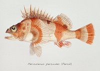 Antique fish helicolenus percoides perch illustration drawing