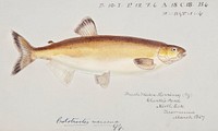 Antique fish prototroctes maraena australian grayling drawn by <a href="https://www.rawpixel.com/search/fe.%20clarke?">Fe. Clarke</a> (1849-1899). Original from Museum of New Zealand. Digitally enhanced by rawpixel.