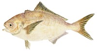 Antique fish seriolella punctata silver warehou illustration drawing