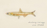 Antique fish engraulis australis anchovy drawn by <a href="https://www.rawpixel.com/search/fe.%20clarke?">Fe. Clarke</a> (1849-1899). Original from Museum of New Zealand. Digitally enhanced by rawpixel.