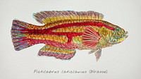 Antique fish pictilabrus laticlavius wrasse illustration drawing