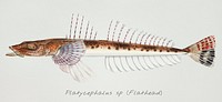 Antique fish platycephalus sp flathead illustration drawing