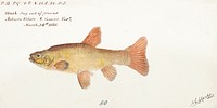 Antique fish tinca tinca cyprindae family drawn by <a href="https://www.rawpixel.com/search/fe.%20clarke?">Fe. Clarke</a> (1849-1899). Original from Museum of New Zealand. Digitally enhanced by rawpixel.
