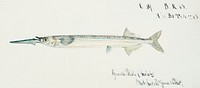 Antique fish hyporhamphus melanochir southern sea garfish drawn by <a href="https://www.rawpixel.com/search/fe.%20clarke?">Fe. Clarke</a> (1849-1899). Original from Museum of New Zealand. Digitally enhanced by rawpixel.