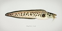 Antique fish genypterus sp ling illustration drawing