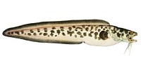 Antique fish genypterus sp ling illustration drawing