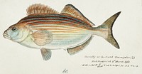 Antique fish latridopsis forsteri copper moki drawn by <a href="https://www.rawpixel.com/search/fe.%20clarke?">Fe. Clarke</a> (1849-1899). Original from Museum of New Zealand. Digitally enhanced by rawpixel.