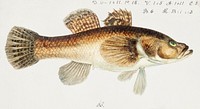 Antique fish gobiomorphus gobioides giant bully drawn by Fe. Clarke (1849-1899)