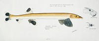 Antique fish gonorynchus fosteri sand fish drawn by <a href="https://www.rawpixel.com/search/fe.%20clarke?">Fe. Clarke</a> (1849-1899). Original from Museum of New Zealand. Digitally enhanced by rawpixel.