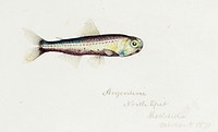 Antique fish Maurolicus muelleri drawn by <a href="https://www.rawpixel.com/search/fe.%20clarke?">Fe. Clarke</a> (1849-1899). Original from Museum of New Zealand. Digitally enhanced by rawpixel.