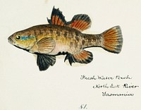 Antique fish Nannoperca australis (Tas) : Eel drawn by <a href="https://www.rawpixel.com/search/fe.%20clarke?">Fe. Clarke</a> (1849-1899). Original from Museum of New Zealand. Digitally enhanced by rawpixel.