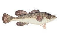 Antique fish maccullochella sp illustration drawing