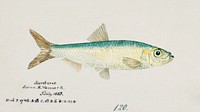 Antique fish sardinops neopilchardus pilchard drawn by Fe. Clarke (1849-1899). Original from Museum of New Zealand. Digitally enhanced by rawpixel.