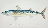 Antique fish scomber australasicus, blue mackerel illustration drawing