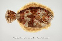 Drawing of antique fish Rhombosolea retiaria (NZ) : Black flounder drawn by Fe. Clarke (1849-1899)