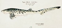 Antique fish Notorynchus cepedianus (Tas) : Broad seven-gill shark drawn by Fe. Clarke(1849-1899). Original from Museum of New Zealand. Digitally enhanced by rawpixel.