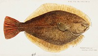 Antique fish Rhombosolea leporina (NZ) : Yellow-belly flounder drawn by <a href="https://www.rawpixel.com/search/fe.%20clarke?">Fe. Clarke</a> (1849-1899). Original from Museum of New Zealand. Digitally enhanced by rawpixel.