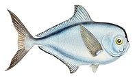 Drawing of antique fish Brama brama (NZ) - Ray’s Bream drawn by Fe. Clarke (1849-1899)