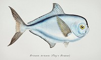 Drawing of antique fish Brama brama (NZ) - Ray’s Bream drawn by Fe. Clarke (1849-1899)