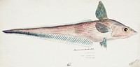 Antique fish Coelorinchus sp (NZ) : Rattail drawn by <a href="https://www.rawpixel.com/search/fe.%20clarke?">Fe. Clarke</a> (1849-1899). Original from Museum of New Zealand. Digitally enhanced by rawpixel.