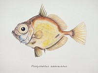 Drawing of antique fish Platystethus abbrevatus drawn by Fe. Clarke (1849-1899)