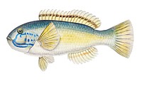 Drawing of antique fish Possibly Notolabrus sp (NZ) : Wrasse drawn by Fe. Clarke (1849-1899)