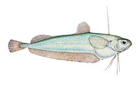 Drawing of antique fish Auchenoceros punctatus (NZ) : Ahuru drawn by Fe. Clarke (1849-1899)