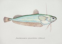 Drawing of antique fish Auchenoceros punctatus (NZ) : Ahuru drawn by Fe. Clarke (1849-1899)