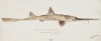 Antique fish pristiophorus nudipinnis drawn by <a href="https://www.rawpixel.com/search/fe.%20clarke?">Fe. Clarke</a> (1849-1899). Original from Museum of New Zealand. Digitally enhanced by rawpixel.
