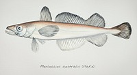 Drawing of antique fish Merluccius australis (NZ) : Hake drawn by Fe. Clarke (1849-1899)