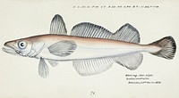 Antique fish Merluccius australis (NZ) : Hake drawn by <a href="https://www.rawpixel.com/search/fe.%20clarke?">Fe. Clarke</a> (1849-1899). Original from Museum of New Zealand. Digitally enhanced by rawpixel.