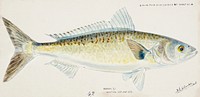 Antique fish Arripis trutta (NZ) : Kahawai drawn by Fe. Clarke (1849-1899). Original from Museum of New Zealand. Digitally enhanced by rawpixel.