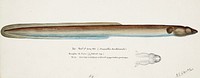 Antique fish Anguilla Dieffenbachii drawn by Fe. Clarke (1849-1899). Original from Museum of New Zealand. Digitally enhanced by rawpixel.