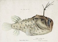 Antique Prickly anglerfish drawn by Fe. Clarke (1849-1899). Original from Museum of New Zealand. Digitally enhanced by rawpixel.