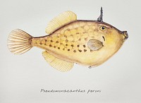 Antique fish Pseudomonacanthus peroni drawn by Fe. Clarke (1849-1899)