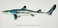 Drawing of antique fish Squalus acanthias (NZ) : Spotted spiny dogfish drawn by Fe. Clarke (1849-1899)