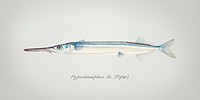 Antique drawing watercolor fish Hyporhamphus Melanochir marine life