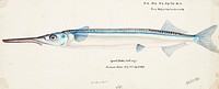 Antique fish Hyporhamphus Melanochir drawn by Fe. Clarke (1849-1899). Original from Museum of New Zealand. Digitally enhanced by rawpixel.